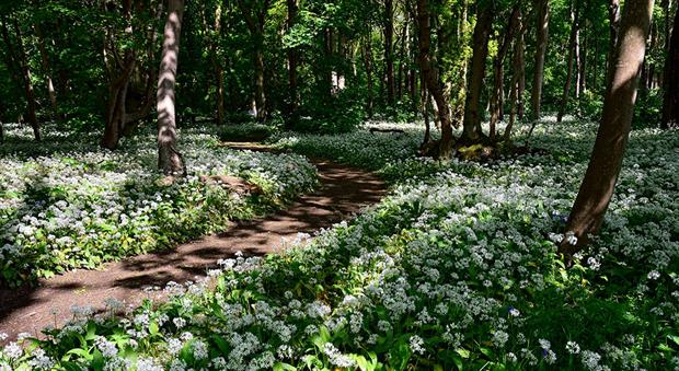 The calculator uses habitat as a proxy for biodiversity, which is then converted into measurable 'biodiversity units'. Photograph: Natural England/Julian Dowse
