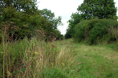 Wildlife corridor in English wheatfields (credit: Will Lovell / Creative Commons Licence)