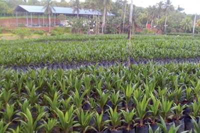 Palm Oil