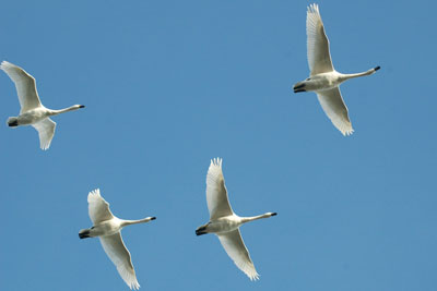 Bewick swans flying over the Severn river (credit: James Lees)