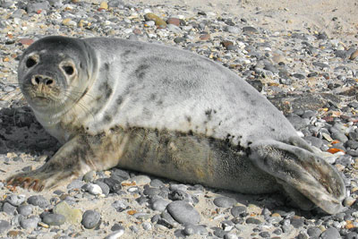 Grey seal (credit: Andreas Trepte)