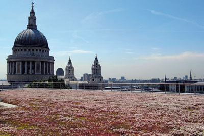 London's new office development at 150 Cheapside has a green roof made of the creeping succulent sedum