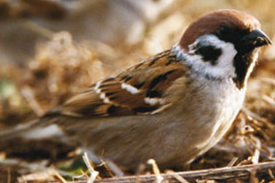 Tree sparrow, courtesy of RSPB
