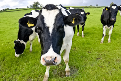 Diary cows in field