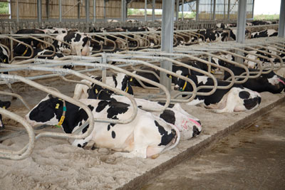 Cows
