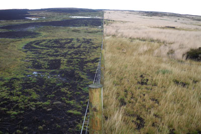 The impact of peat restoration work clearly shown in a photo of Langden Head, Forest of Bowland. The restored peat is on the right. Courtesy of United Utilities