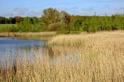 Reed beds near to the River Dearne (credit: Steve F/Creative Commons)