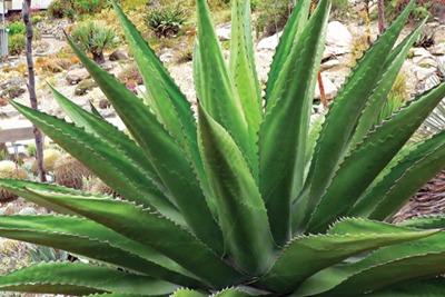 Agave plants can be used for biofuel (CCA-S 3.0, Stan Shebs)