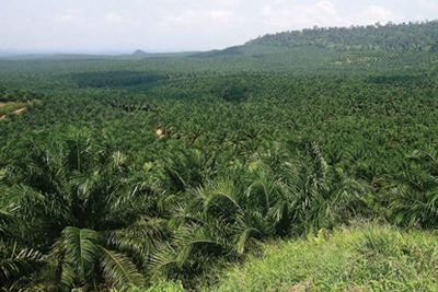Oil palm plantation in Sabah, Malaysia (credit: lian Pin Koh)