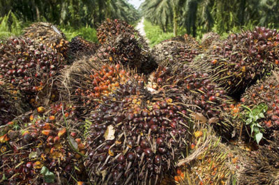 Palm oil