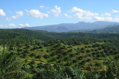 Oil palm plantation in Cigudeg, Indonesia. Credit: Achmad Rabin Taim