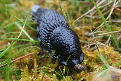 Metaldehyde is used to control black slugs