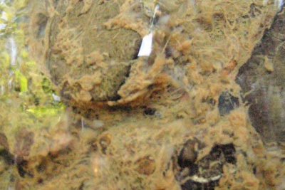 Sewage fungus. Credit: Environment Agency