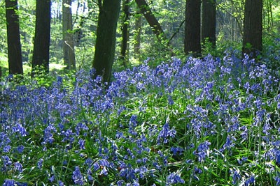 Bluebells in woods near Ardingly reservoir. Credit: Simon Evans