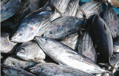 New government food procurement standard will put seafood on Whitehall menus