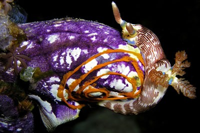 Sea squirt. Credit: Nick Hobgood CCA3.0