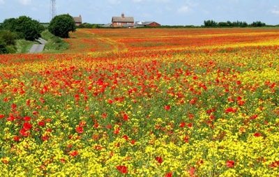 Poppies. Credit: Dave Hitchborne