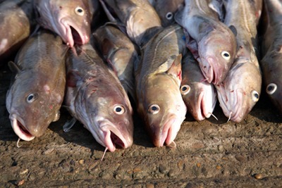 A ban on discards of North Sea cod would help bring stocks to sustainable levels (picture: David Harding / Fotolia)
