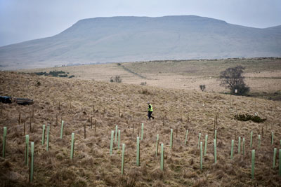 Tree planting in Warcop, Cumbria (photo: Woodland Trust)