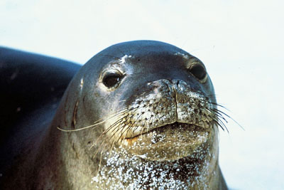 Four seals were tagged in an environmental monitoring programme (photo N3kt0n CC-BY-SA-3.0 via Wikimedia Commons)