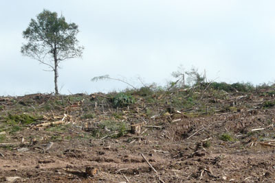 Forest cleared for biomass product in Nova Scotia, Canada. RSPB says growing demand for biomass could lead to unsustainable practices (photo: Canadian Parks and Wilderness Society)