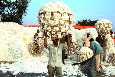Cotton harvest in Mali (photo: Better Cotton Initiative/Daouda Traoré)