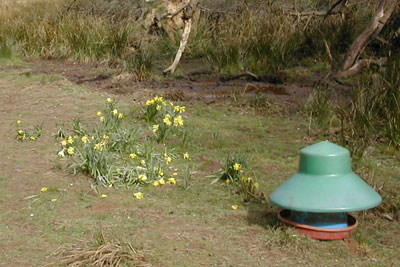 Damage to daffodils at the Farndale SSSI in the North York Moors National Park (photo: Natural England)