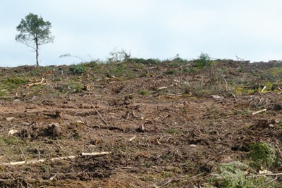 A forest that has been cleared for biomass products in Nova Scotia, Canada (picture courtesy of Canadian Parks and Wilderness Society)