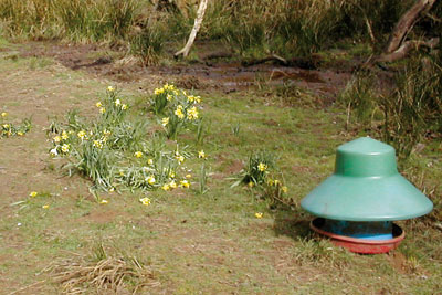 Damage to daffodils at the Farndale SSSI in the North York Moors National Park (photo: Natural England)