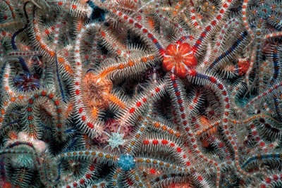 New protected zones will foster habitats of marine species such as these brittlestars (photo: Paul Kay)