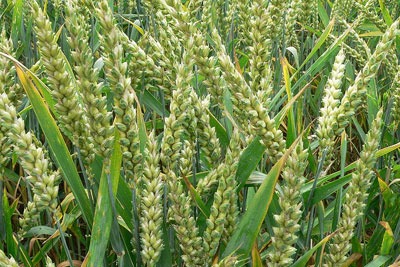 Aphids can cause serious damage to wheat crops (photo: David Monniaux CC-BY-SA-2.0-FR ia Wikimedia Commons)