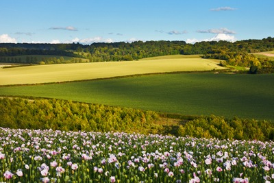 Chilterns, England (photo: dreamstime)