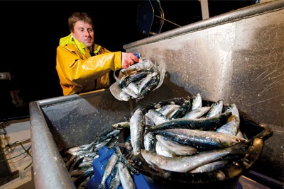 Fresh fish (picture: Sainsbury's/Guy Harrop)