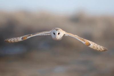 NGOs including WWF, RSPB, the Wildlife Trusts and the Campaign to Protect Rural England support the Nature Check assessment (photo: John Bishop/RSPB)