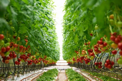Heat from British Sugar's CHP plant at its Wissington sugar factory in Norfolk is used to grow tomatoes at the neighbouring Cornerways Nursery (photo: British Sugar)