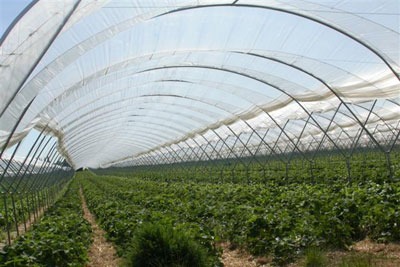 Farmers and horticultural firms may be able to claim the RHI for heating polytunnels (photo: Ben Gamble CC-BY-SA-2.0)