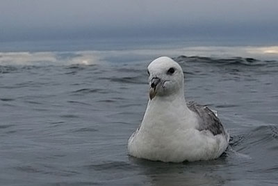 Floating fulmar (credit Des Colhoun CC-SA2.0)