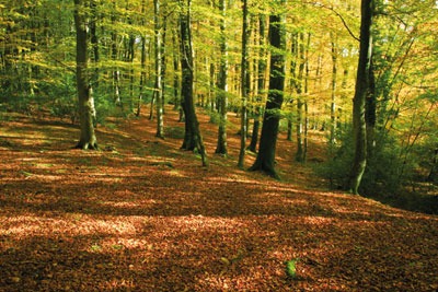 Autumnal forest (picture: Woodland Trust)