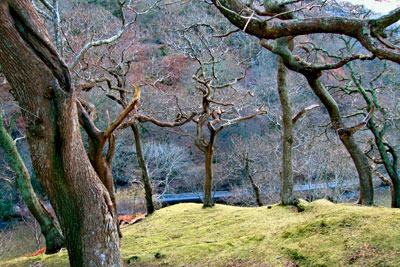 The Confederation of Forest Industries fears the new body will lose the commercial focus of the Forestry Commission Wales (photo: Dave Croker via Geograph)