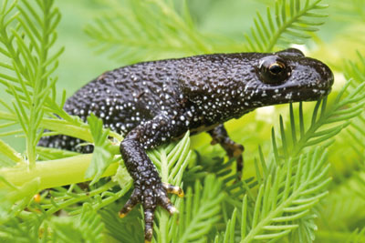 Great crested newt (picture: John Devries/Science Photo Library)