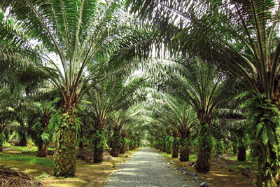 Pamol's palm oil plantations in Sandakan, Malaysia, where sustainable agricultural practices are the norm (photo: Simon Evans)