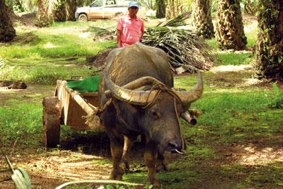Farmers in Malaysia use low-emission bullock carts, instead of quad bikes, to carry harvested bunches of palm fruit (photo: Simon Evans)