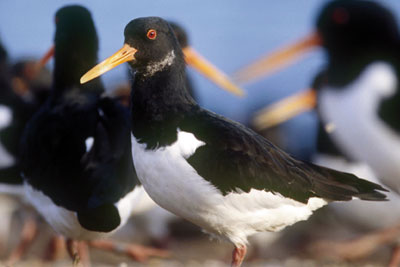 There will be a review of the way the Wild Birds Directive is implemented in England (photo: Andy Hay/RSPB Images)
