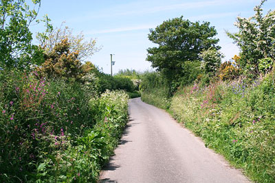 Research shows trimming hedgerows less regularly can increase the number of flowers and berries (photo: Tony Atkin CC-BY-SA-2.0)