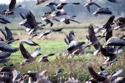Pink Footed Geese at Martin Mere wildlife reserve (CC BY 2.0 Gidzy)