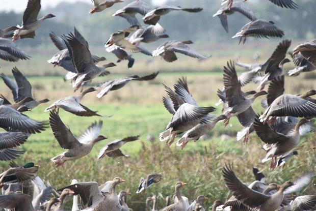 Pink Footed Geese at Martin Mere wildlife reserve (CC BY 2.0 Gidzy)