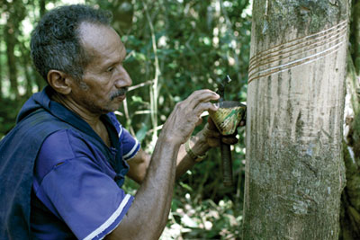 Sky's project supports rubber tappers, who extract natural latex from rubber trees (picture: Sky)