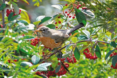 Trimming hedgerows every three years would double the number of flowers and triple the berries for birds and other animals, according to a DEFRA-funded study (photo: Feathered Friends Photography/Alamy)