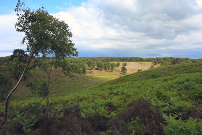Lowland heath on restored land at Cemex UK's Rugely quarry in Staffordshire (photograph: Mineral Products Association)