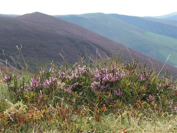 Glaslyn nature reserve. Credit: Montgomeryshire Wildlife Trust